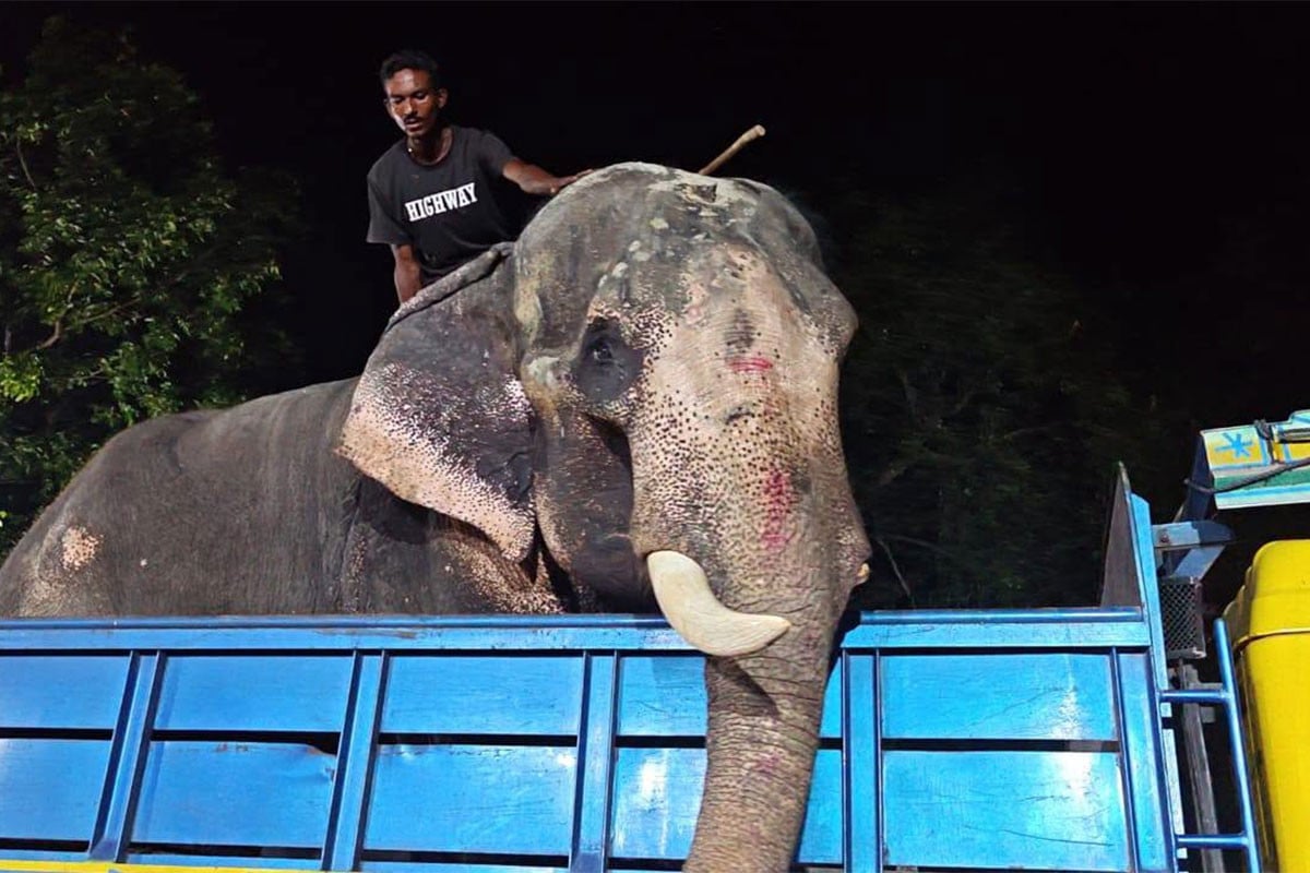 প্রধানমন্ত্রীর নির্দেশে জাতীয় চিড়িয়াখানায় যাচ্ছে হাতি ‘বাদশা বাহাদুর’