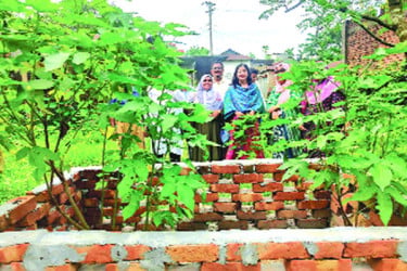 কাপাসিয়ায় মিলল ঢাকাই মসলিনের ‘ফুটি কার্পাস’