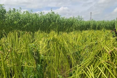 রাজবাড়ীতে কৃষকের পাটক্ষেত নষ্ট করল দুর্বৃত্তরা