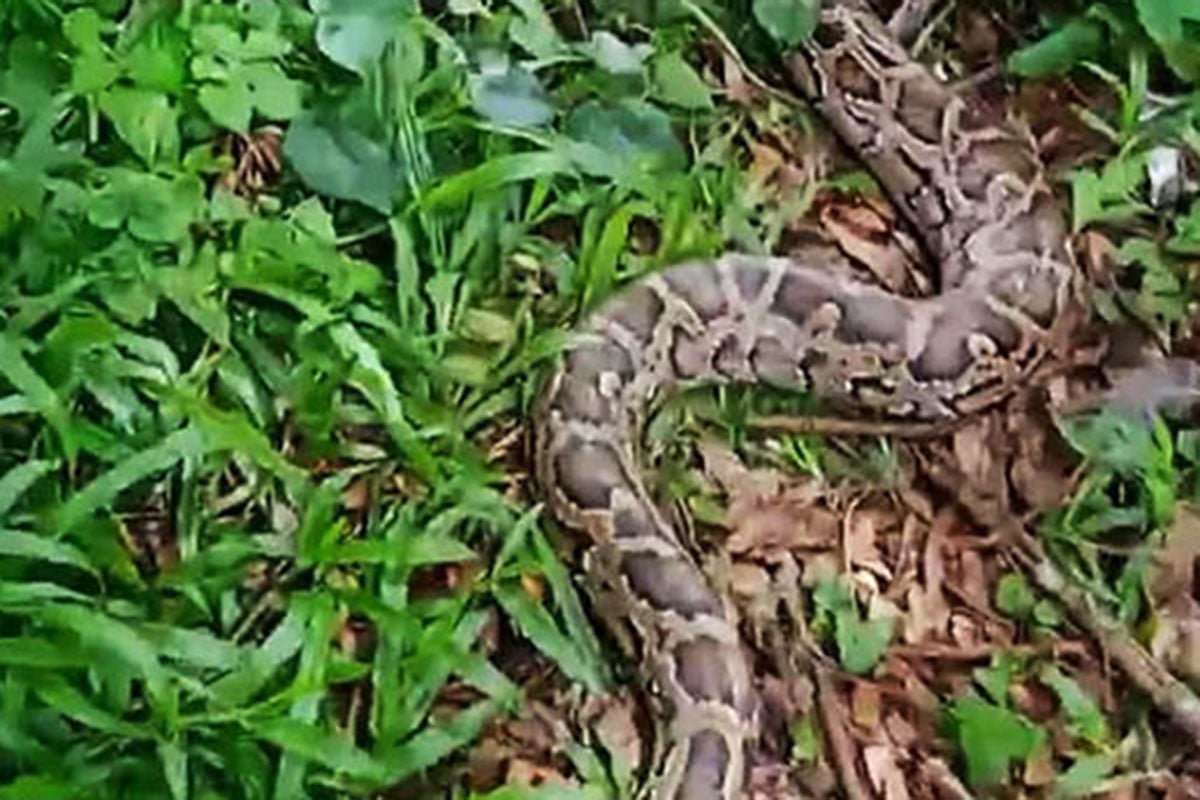 ১২ ফুটের বার্মিজ অজগর উদ্ধার