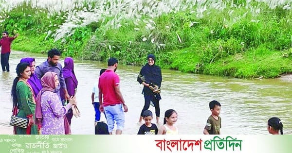 শুভ্রতা ছড়াচ্ছে কাশফুল
