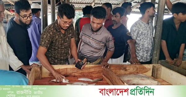 ইলিশ ধরতে পদ্মা-মেঘনায় চাঁদপুরের জেলেরা, সরগরম হয়ে উঠেছে আড়ত