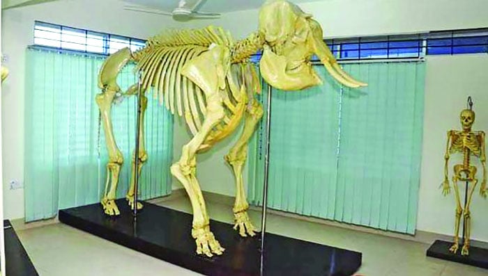 রেজা মুজাম্মেল, চট্টগ্রাম