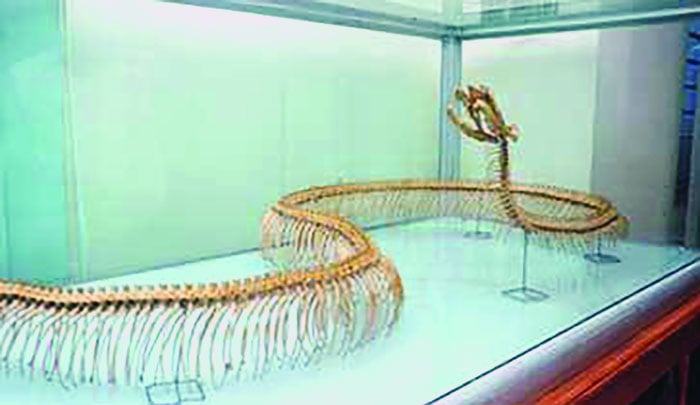 রেজা মুজাম্মেল, চট্টগ্রাম