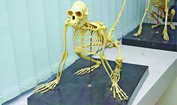 রেজা মুজাম্মেল, চট্টগ্রাম