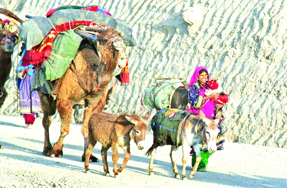 কোচিস উপজাতি