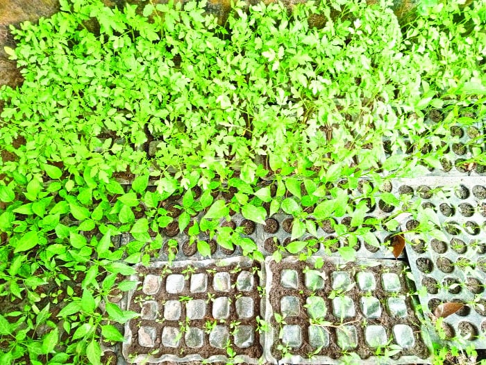 কৃষি হাসপাতাল ও পাঠাগার ঘিরে আশার আলো