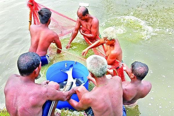 অবসর শেষে মৎস্য খামার