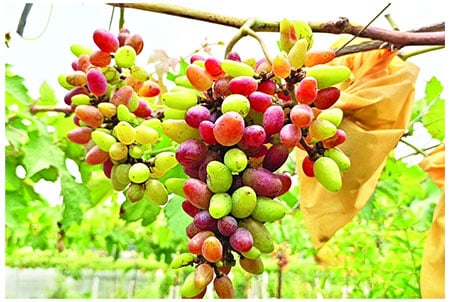 সাফল্য 