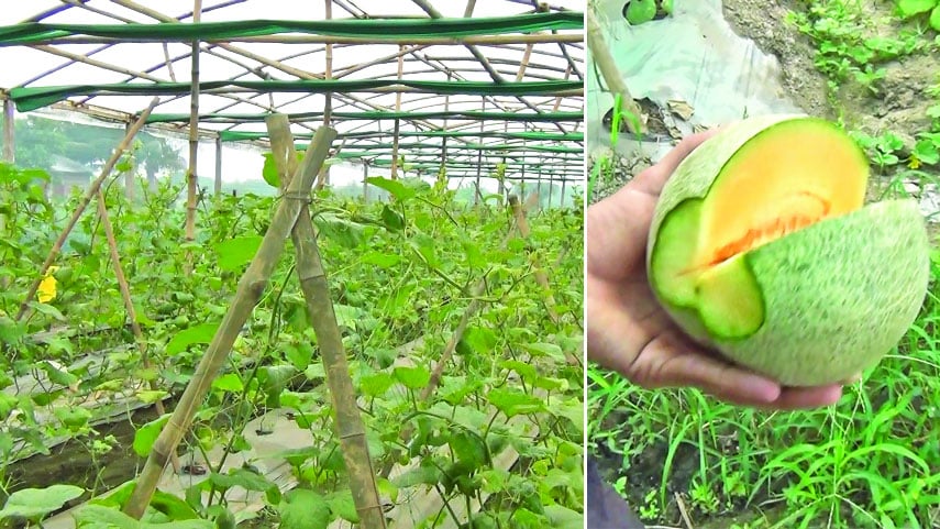 তরমুজের 