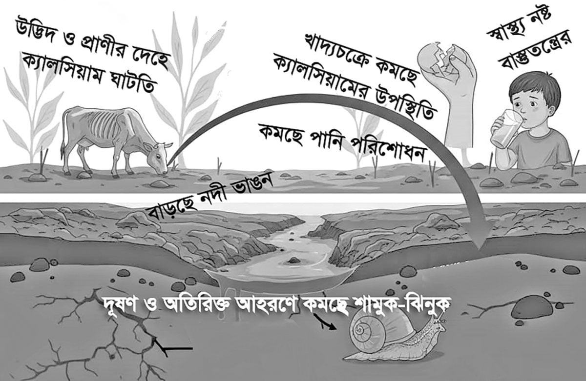 হারিয়ে যাচ্ছে পরিবেশের বন্ধু শামুক-ঝিনুক