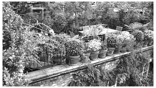 নগরের ছাদে সবুজ বিপ্লব