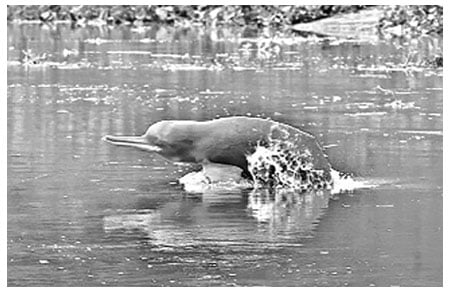 ডলফিন বাঁচবে কী করে