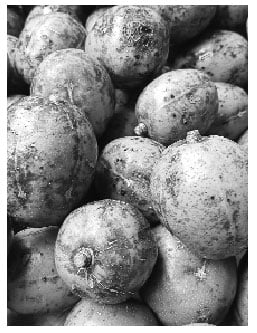 প্রোটিন