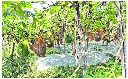 বর্ষাকালীন তরমুজ চাষে কলেজ শিক্ষার্থীর সাফল্য