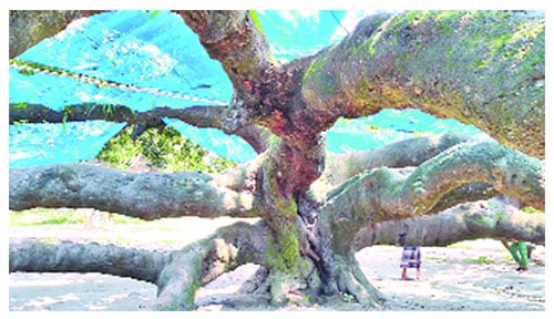 গাছ 