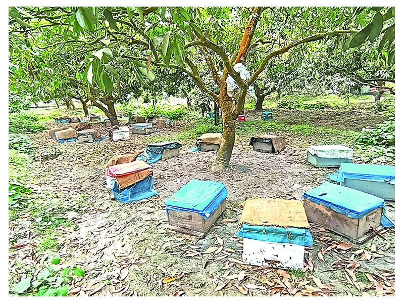 লিচুবাগানে মৌ চাষ