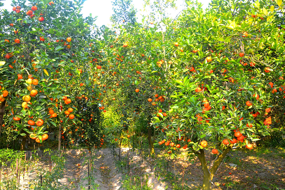 ততত